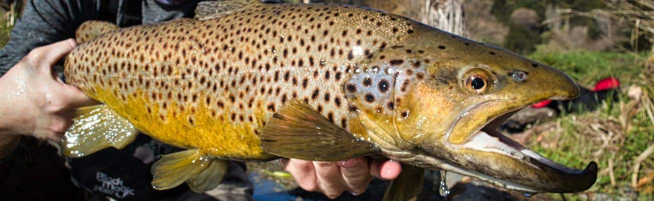 Black magic lures catch brown trout